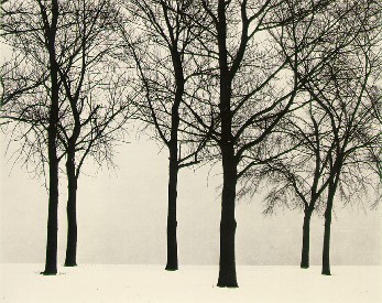 Many trees.